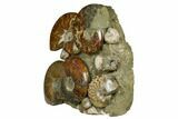 Tall, Composite Ammonite Fossil Display - Madagascar #175820-5